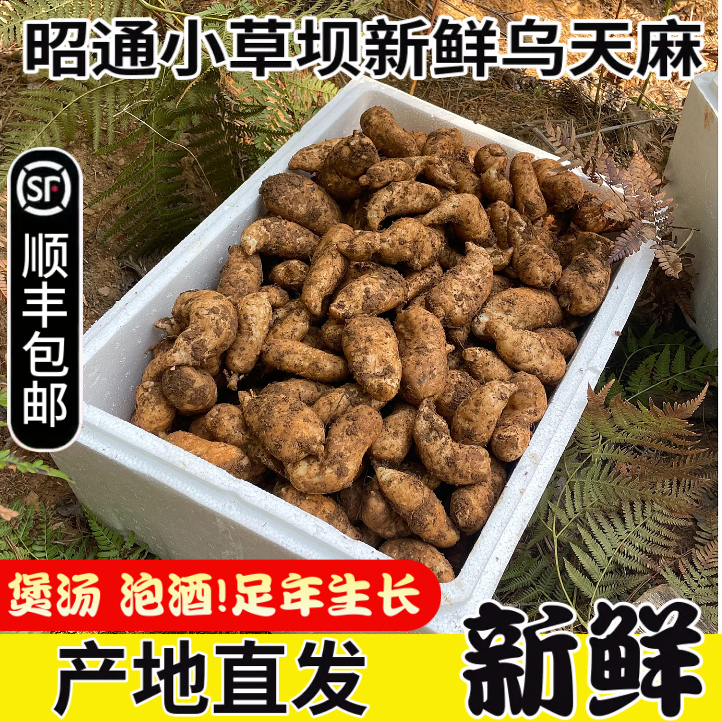 昭通小草坝新鲜乌天麻产地直发