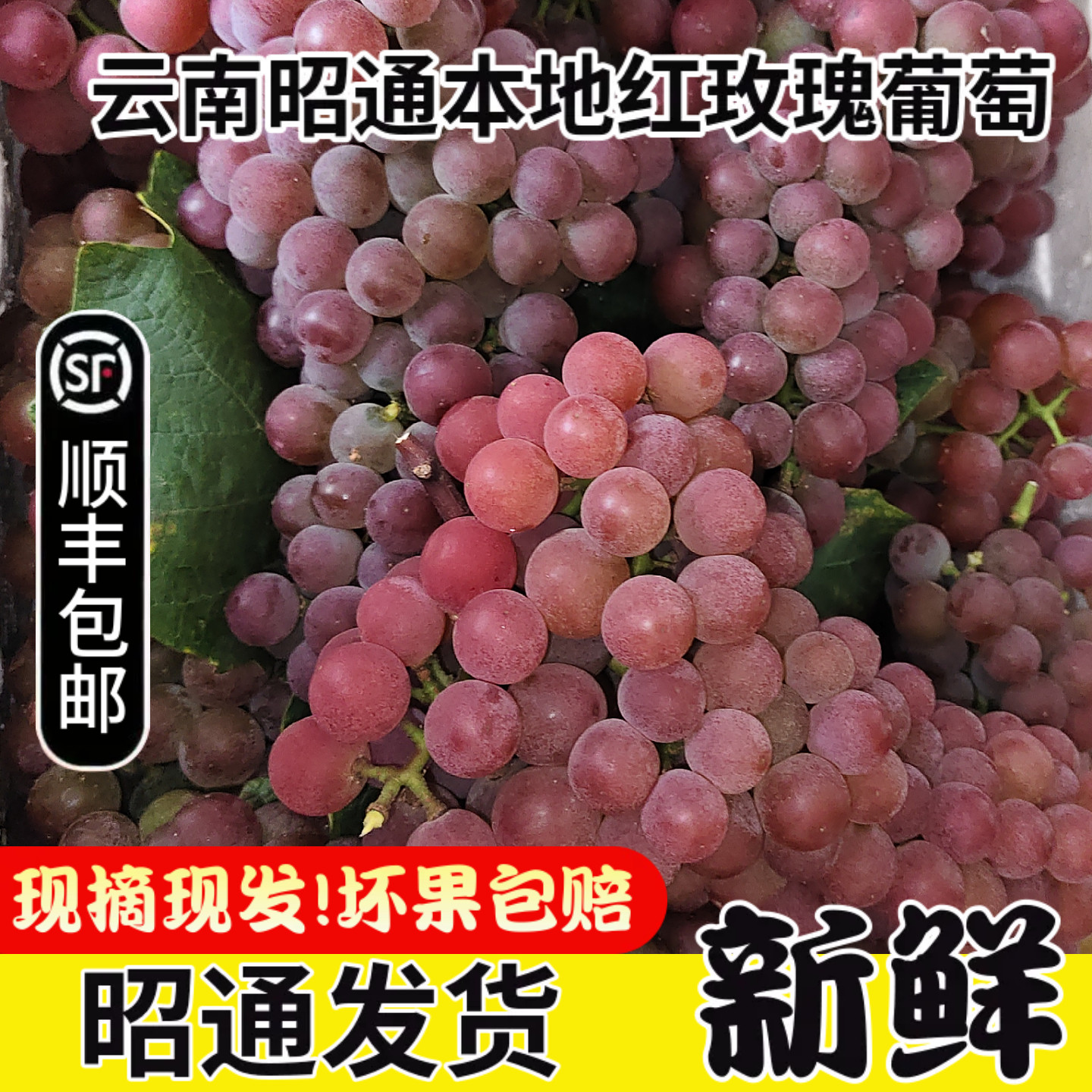 云南昭通高原红玫瑰葡萄本地小葡葡萄/提子