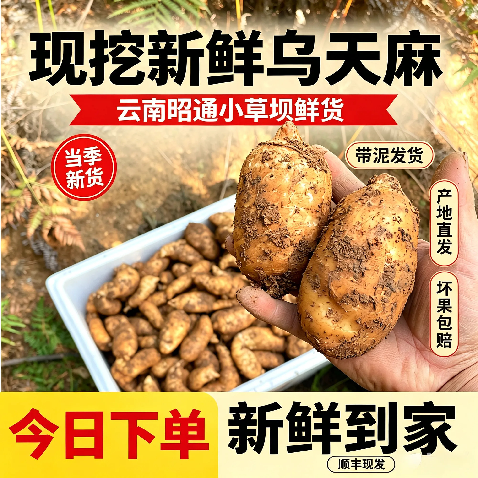 昭通小草坝现挖新鲜乌天麻顺丰