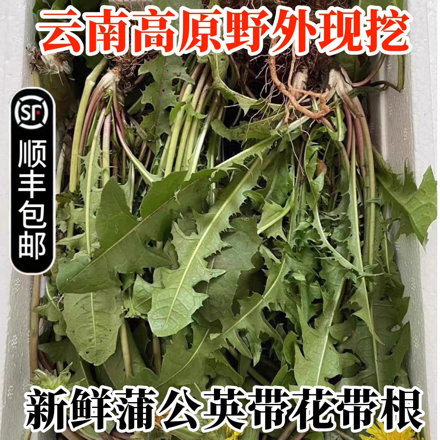 现挖云南野生新鲜湿蒲公英整颗带花带根婆婆丁中药材野菜蒲公英根