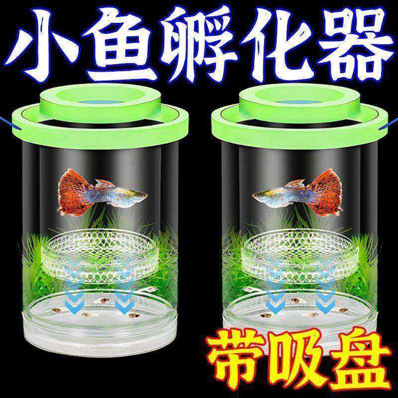 孔雀鱼繁殖隔离盒凤尾鱼孕母产卵