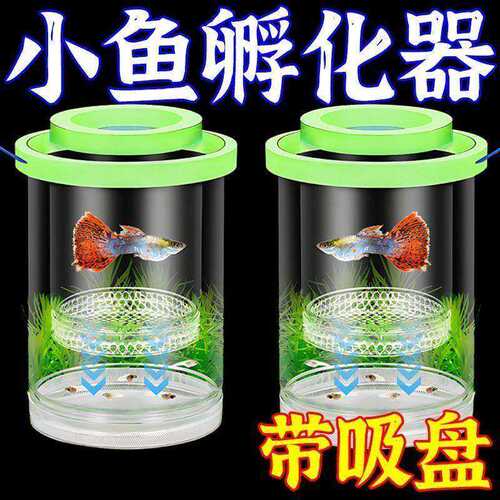 孔雀鱼繁殖隔离盒凤尾鱼孕母产卵