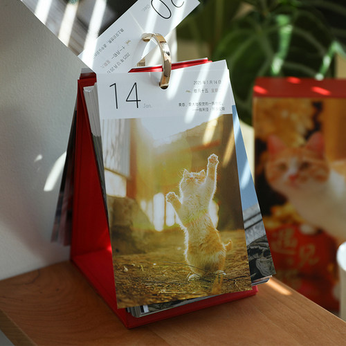 可爱日子 遇见猫2025温暖治愈猫咪日历365天一日一页台历摆件