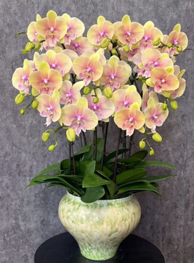 蝴蝶兰花苗带花剑盆栽兰花大苗客厅室内水培植物花卉四季开好养活