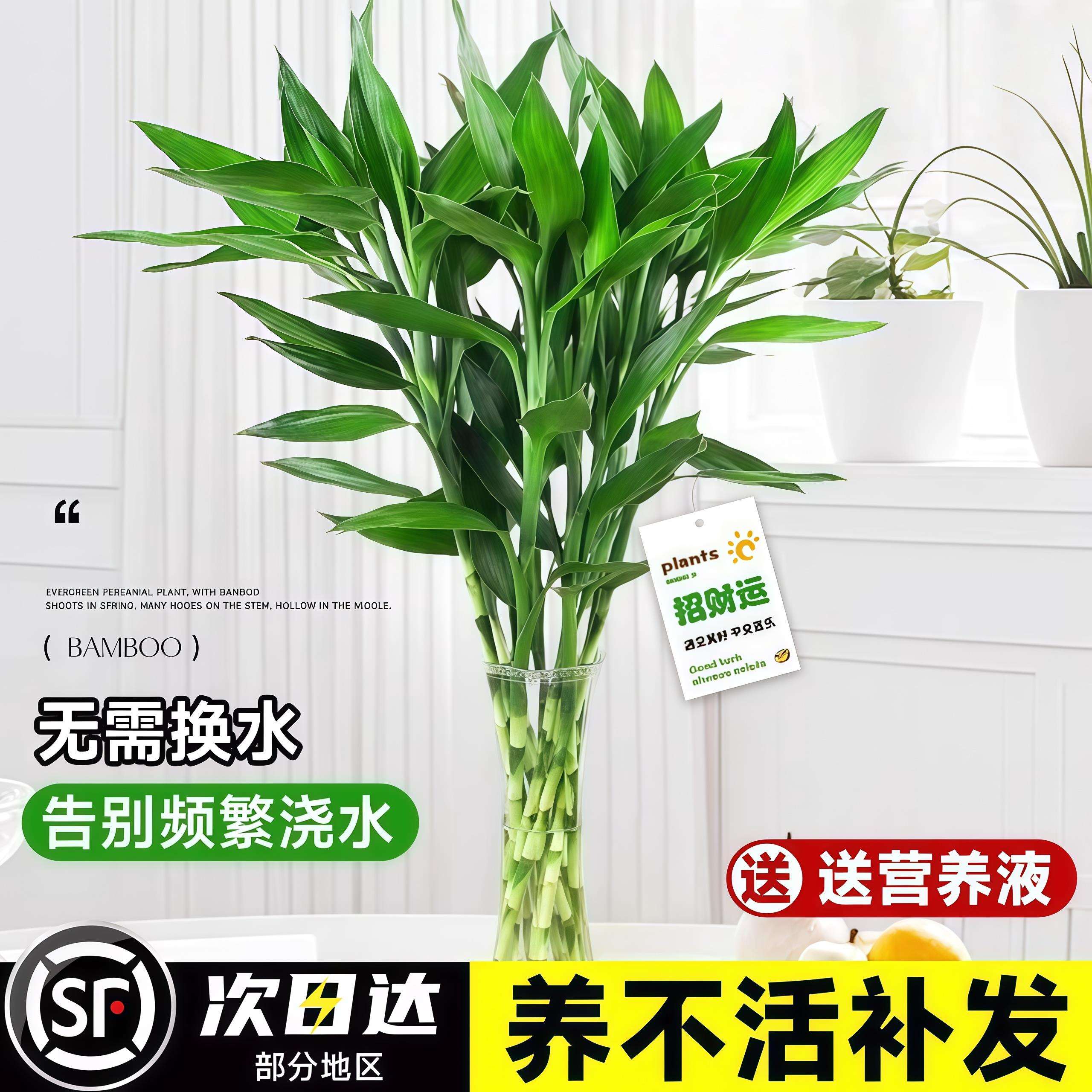 富贵竹水培植物客厅招财绿植花卉室内水竹粗杆带根转运竹水养盆栽