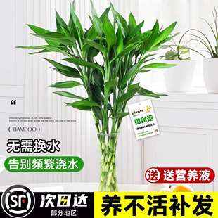 富贵竹水培植物客厅招财绿植花卉室内水竹粗杆带根转运竹水养盆栽