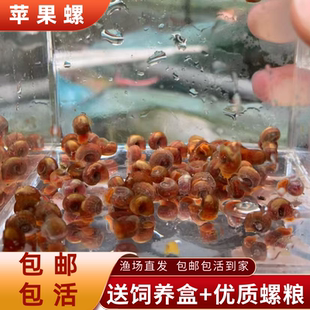 苹果螺大个苹果螺宠物鲜活红苹果喂龟清洁鱼缸地图螺杂螺水生小宠
