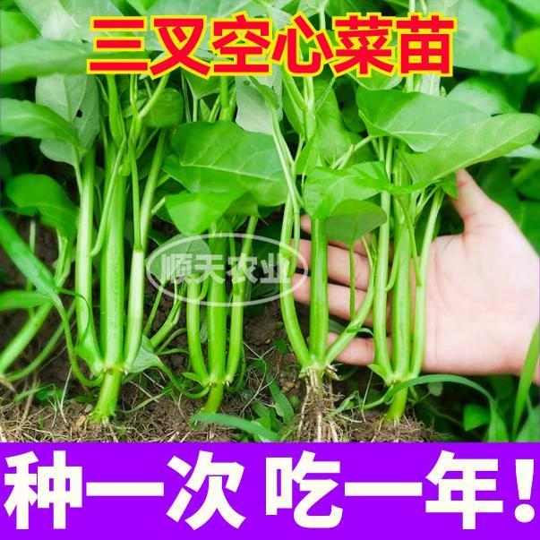 高产三叉空心菜秧苗带土球三叉柳叶空心菜种子籽四季盆栽庭院种植