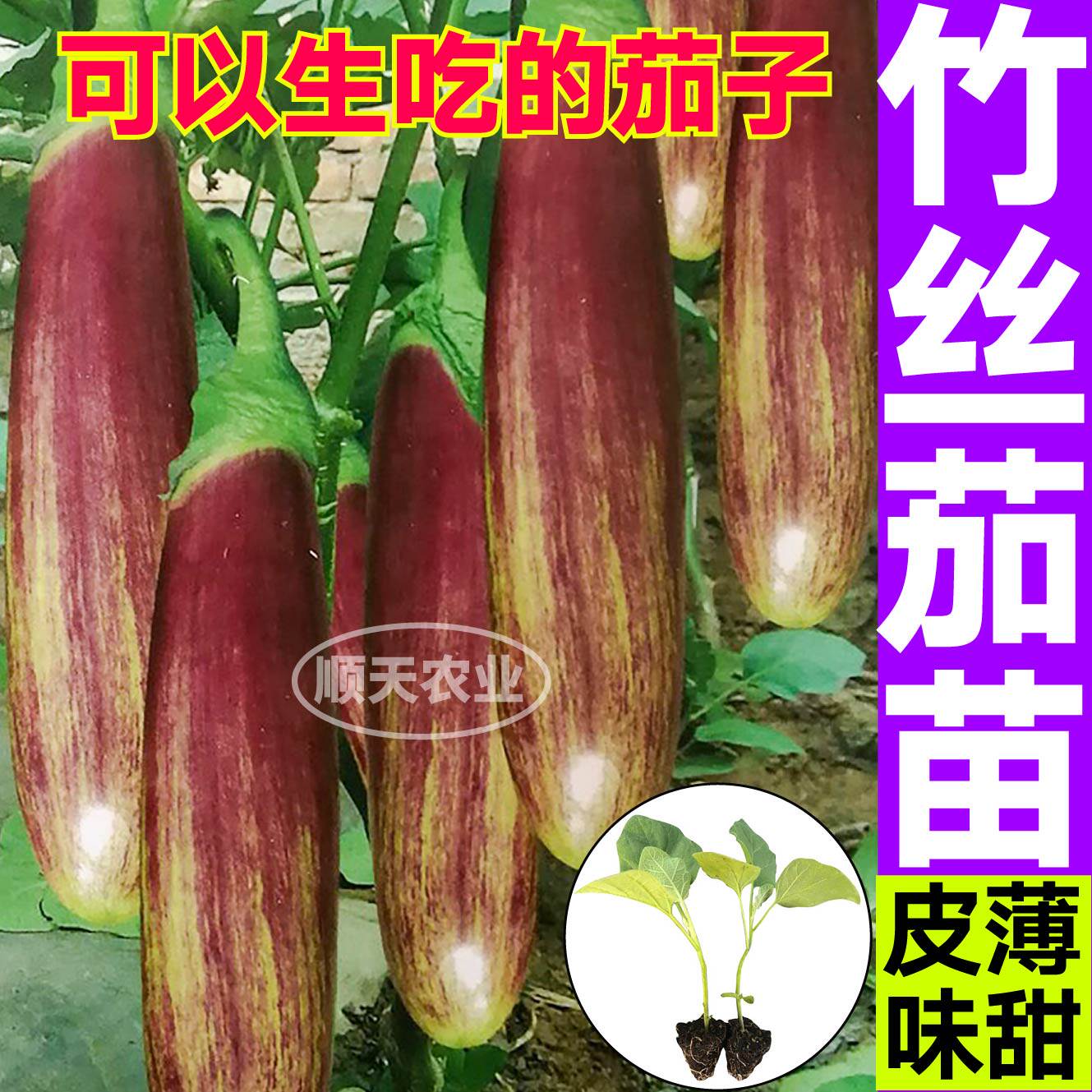 皮薄竹丝茄秧苗条纹黑绿白长圆茄种子籽四季盆栽庭院阳台春秋带土