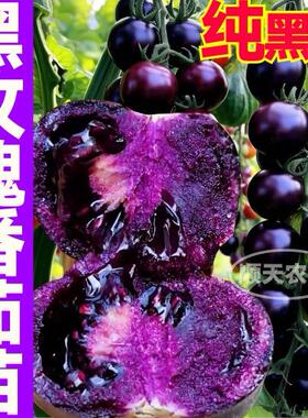 寿光黑紫色黑玫瑰番茄苗秧爆甜多汁圣女果小西红柿四季盆栽种子