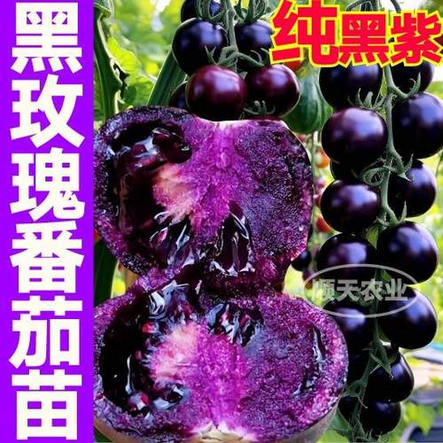 寿光黑紫色黑玫瑰番茄苗秧爆甜多汁圣女果小西红柿四季盆栽种子