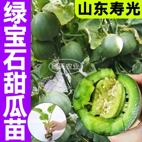 脆甜绿宝石甜瓜秧苗羊角蜜博洋九香瓜种子籽春秋盆地栽庭院带土球