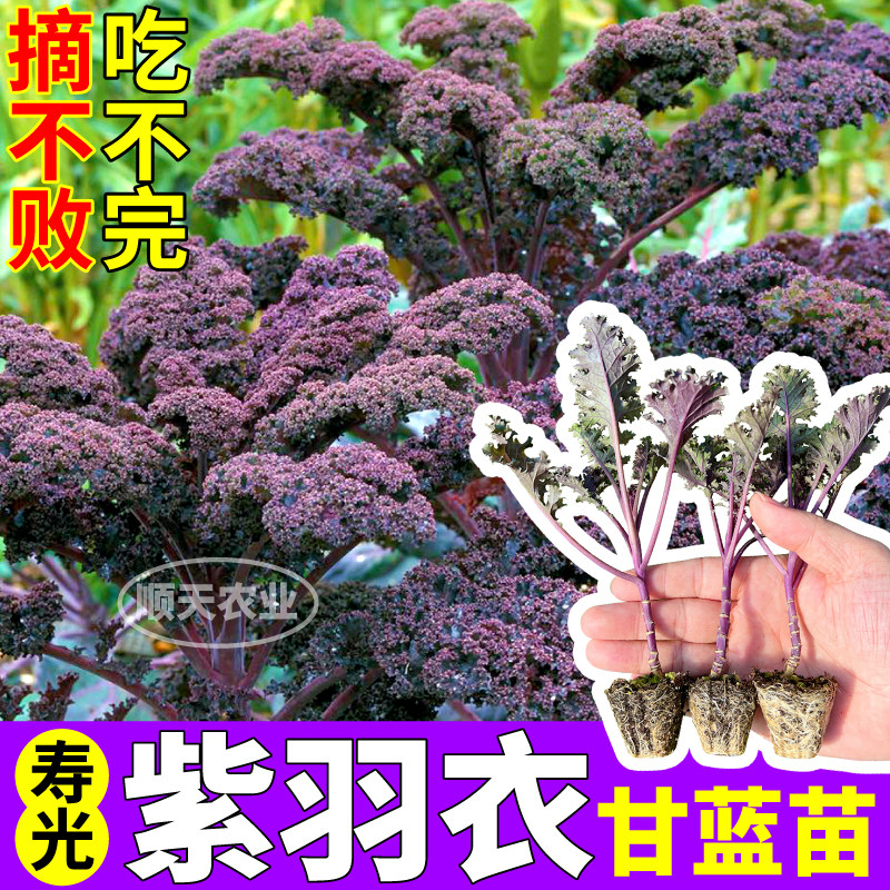 紫羽衣甘蓝苗秧四季摘不败观赏食用粉白绿紫羽衣甘蓝种子阳台盆栽