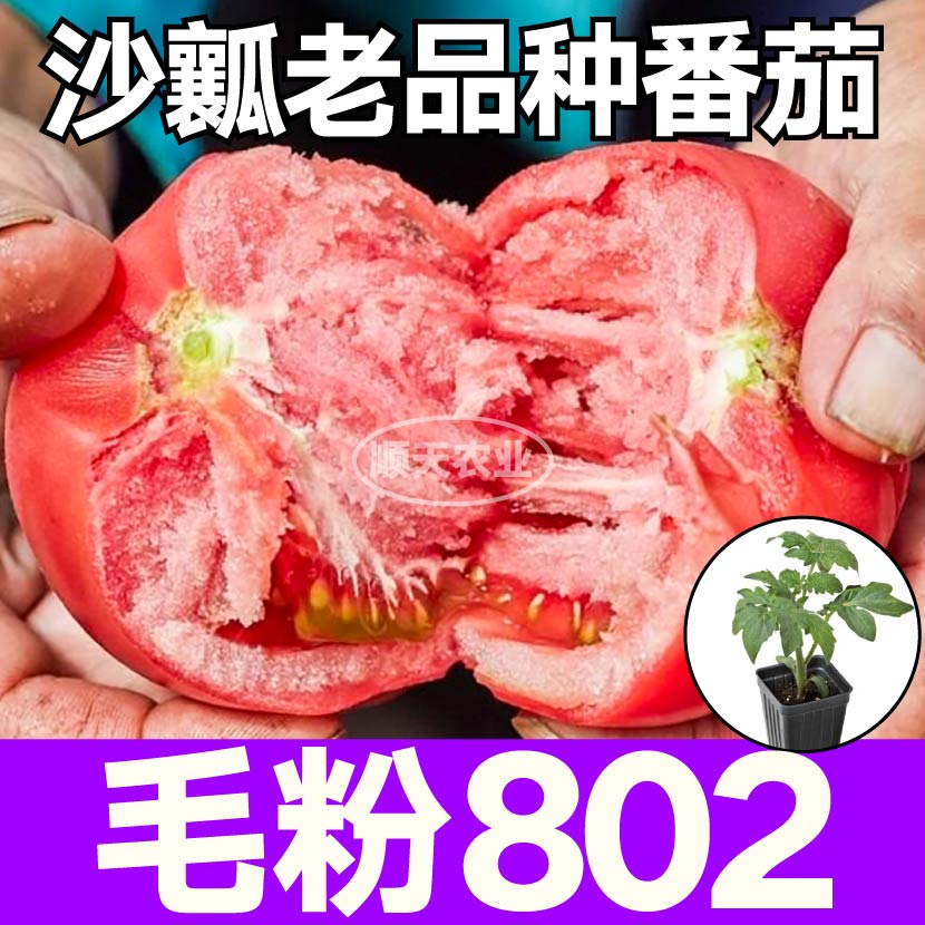 寿光高产毛粉802番茄苗秧带土球大粉西红柿种子沙瓤大果四季盆栽