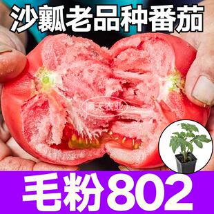 寿光高产毛粉802番茄苗秧带土球大粉西红柿种子沙瓤大果四季 盆栽