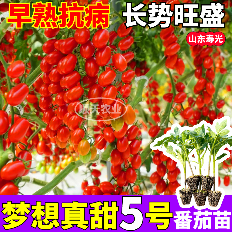 寿光梦想真甜5号番茄苗秧四季高产红黄黑白千禧圣女果阳台盆栽
