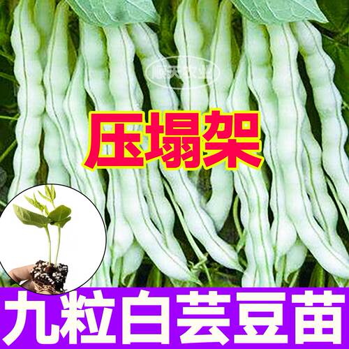 九粒白芸豆秧苗带土球四季豆豇豆长绿豆角种子籽四季盆栽春秋庭院