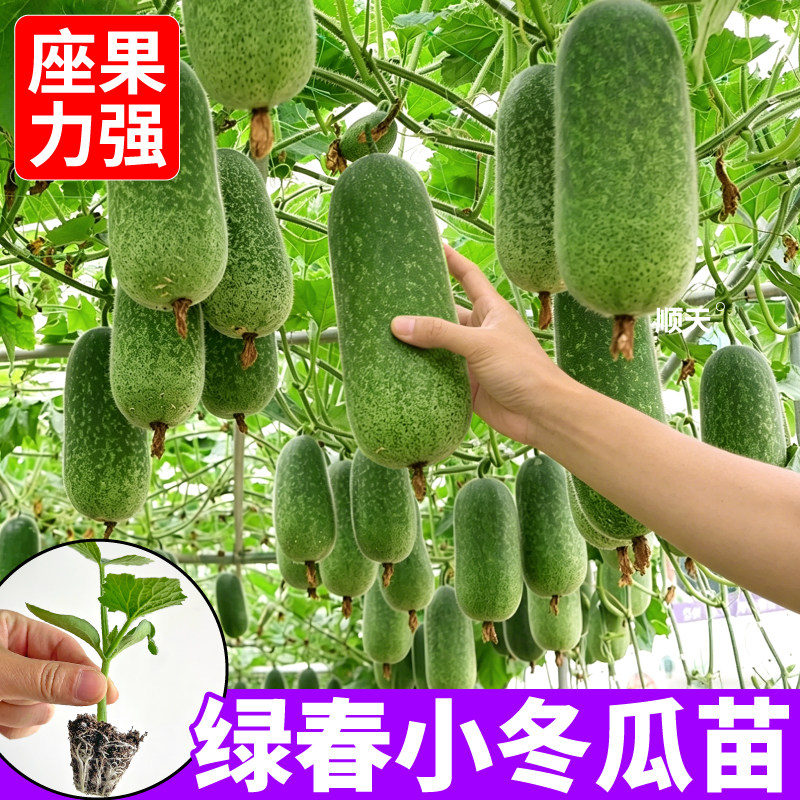 正宗绿春小冬瓜苗秧四季早熟耐热肉厚黑皮大小冬瓜苗地栽菜园种子