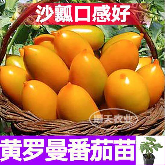 沙瓤口感黄罗曼番茄秧苗高产抗病带土球红黄西红柿芒果蜜四季种子