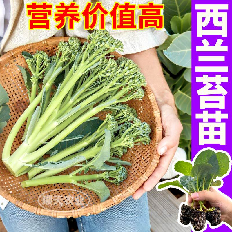 脆嫩西兰苔苗秧正宗松花菜西兰花芥蓝种子高产耐寒蔬菜苗秋冬种植