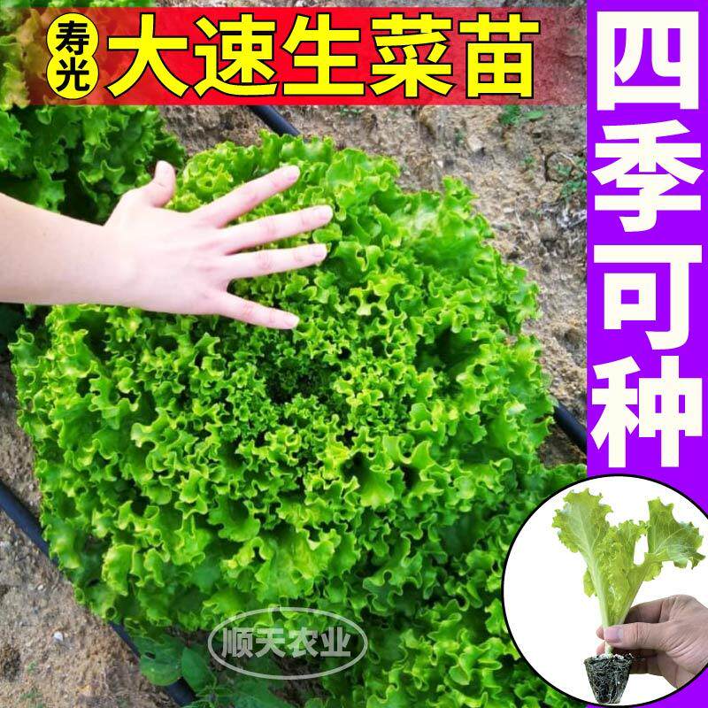 四季可种大速生菜苗秧脆嫩美国大速生结球奶油直立红皱种子带土球