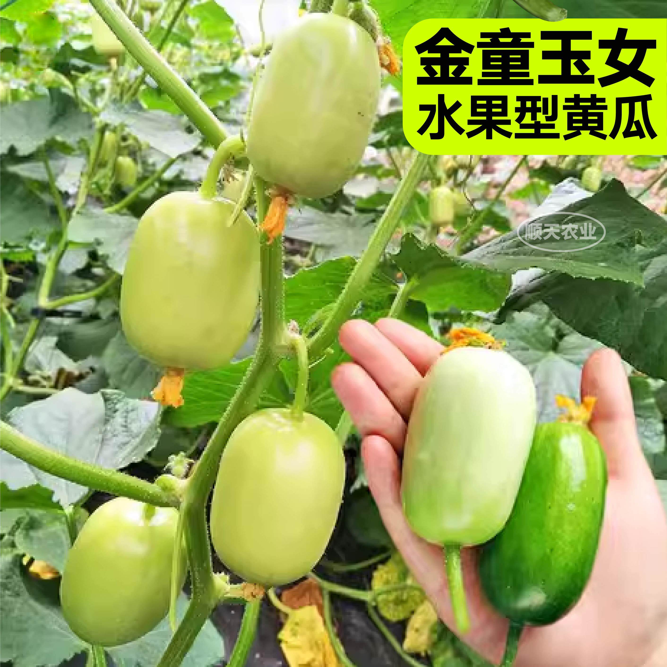 原装金童玉女黄瓜种子水果黄瓜迷你拇指黄瓜高产种植四季春秋庭院