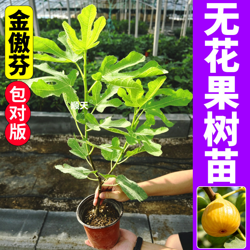 金傲芬盆栽无花果树苗根壮苗旺带土发货产量高原土原盆大棚盆栽