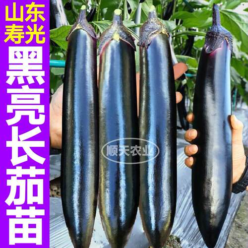 黑又亮长茄苗秧烧烤茄子绿白杭线圆茄种子带土球寿光四季盆栽庭院