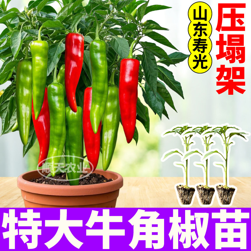 特大牛角椒辣椒苗秧四季压塌架阳台小院盆栽红小米辣妹子辣椒种子