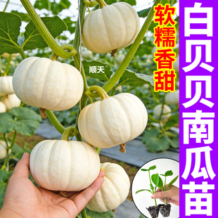 正宗白贝贝南瓜苗秧寿光甜糯黄绿贝贝蜜本南瓜种籽盆栽地栽种植