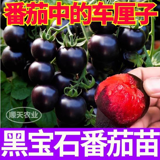 寿光黑宝石番茄苗秧黑珍珠西红柿种子薄皮多汁紫黑红四季盆栽庭院