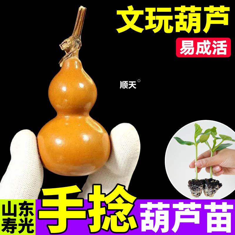 文玩手捻葫芦苗秧四季高产结果多易成活小亚腰大酒葫芦种子盆栽