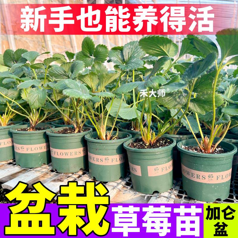 四季红颜加仑盆草莓苗带盆发货易活阳台种植丹东99奶油草莓当季苗