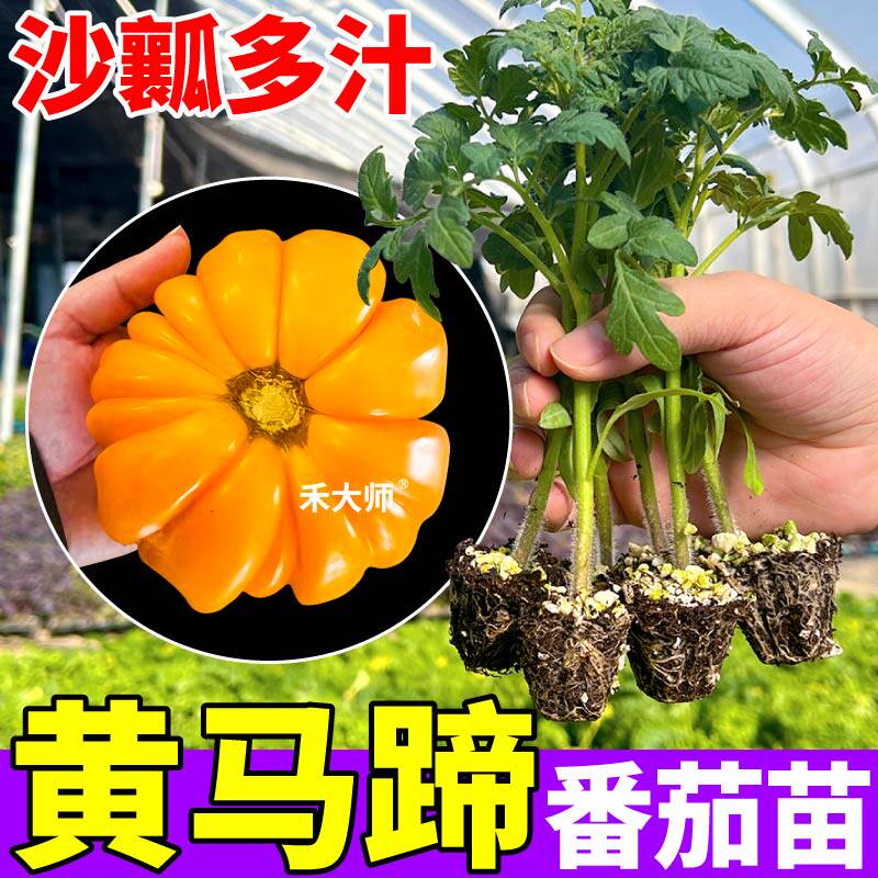 寿光黄马蹄番茄苗秧四季阳台