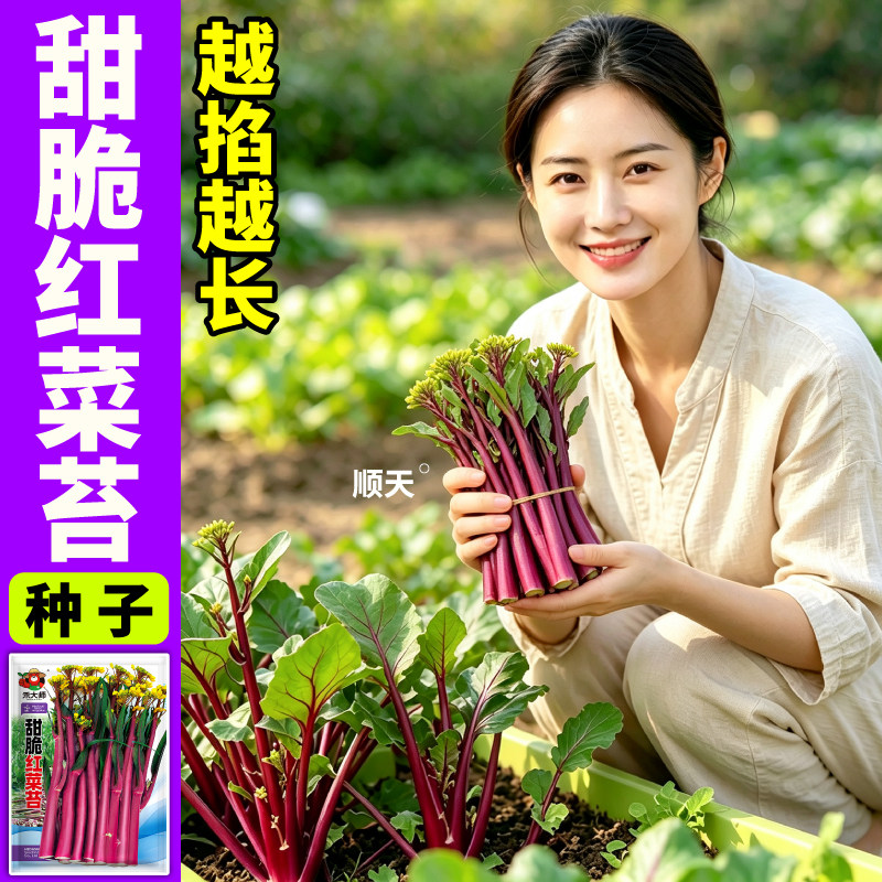 当季新种红菜苔种子多茬采收白菜苔种籽适合秋冬种的菜阳台花盆