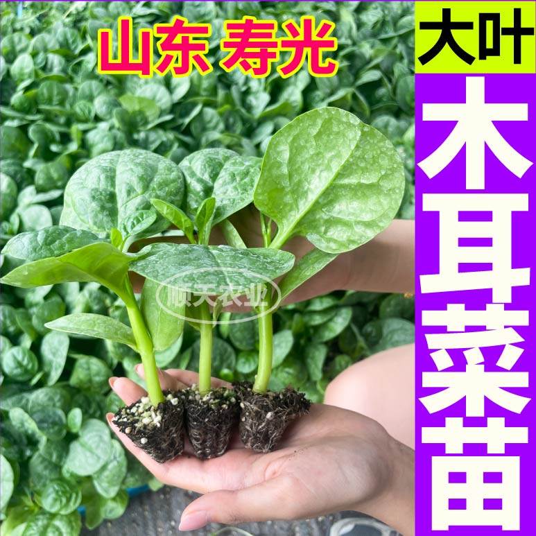 圆叶木耳菜秧苗带土球多茬采收木耳菜种子籽四季盆栽蔬菜春秋寿光,鲜花速递/花卉仿真/绿植园艺,种苗/半成品盆栽,淘宝优惠券,粉丝福利购,淘宝优惠卷