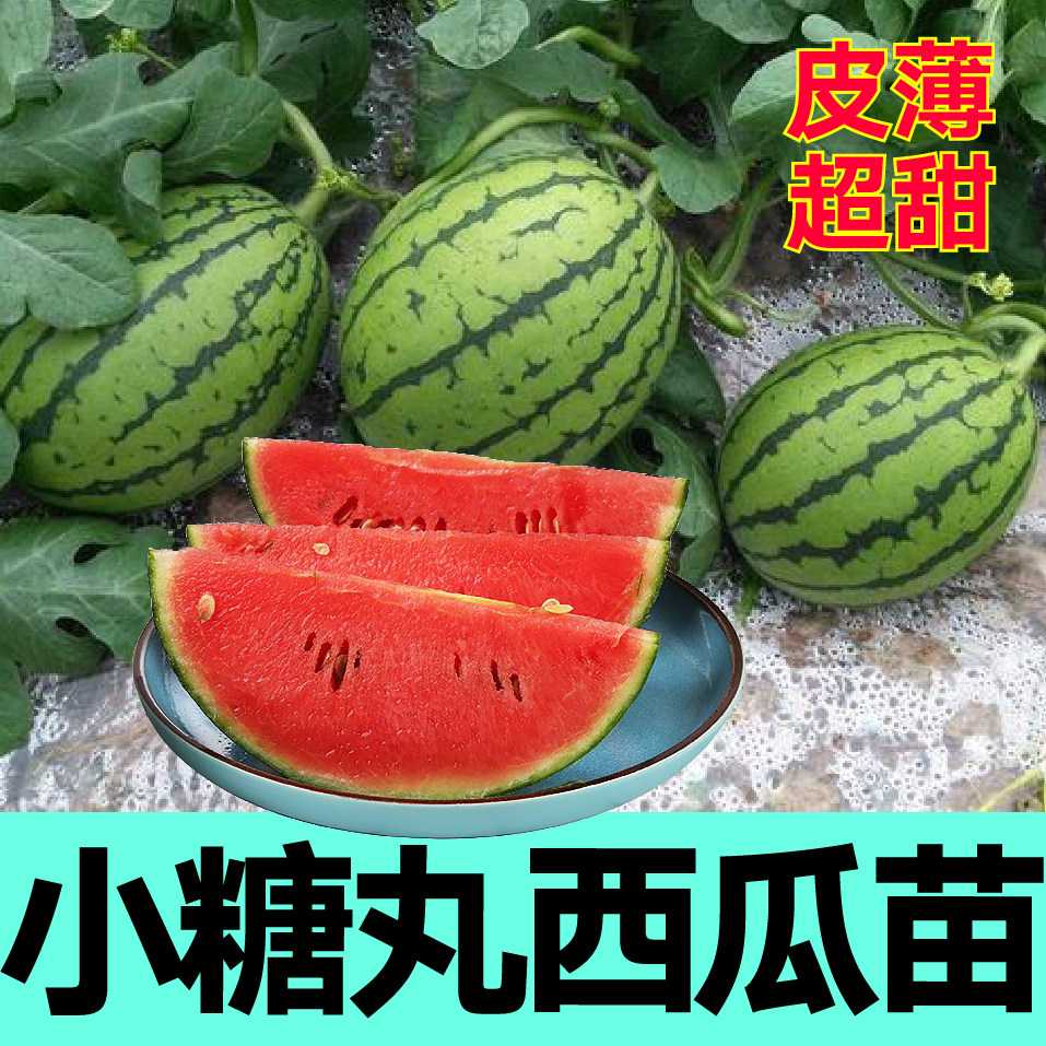 小糖丸西瓜苗秧带土球早春红玉甜王手剥懒汉冰糖麒麟西瓜种子盆栽