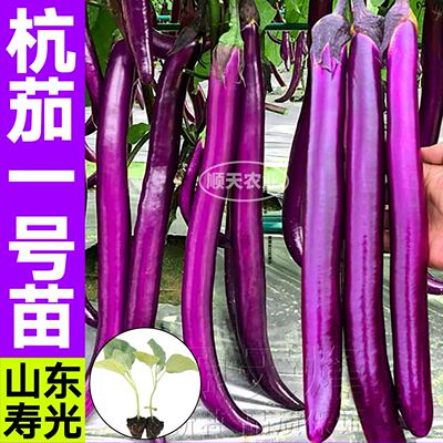 寿光杭茄一号苗秧带土球长线紫绿白黑长圆茄种子籽四季盆栽高产