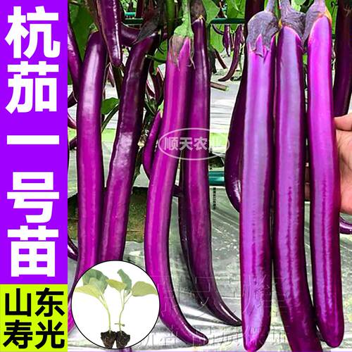 寿光杭茄一号苗秧带土球长线紫绿白黑长圆茄种子籽四季盆栽高产