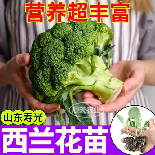 寿光高产西兰花苗秧小米粒耐寒种子花菜松花菜紫花菜庭院大田阳台