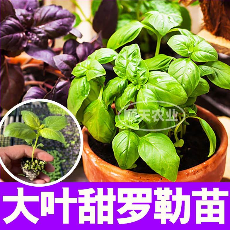 食用香料大叶甜罗勒秧苗高产金不换九层塔紫罗勒种子四季盆栽阳台