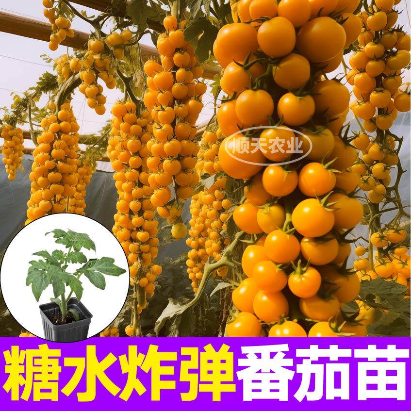 寿光金玲珑番茄苗秧圣女果樱桃小西红柿超甜四季盆栽带土球蔬菜苗