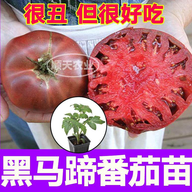 沙瓤黑马蹄番茄苗秧带土球黑红丑柿子种子籽四季盆栽阳台春秋种植