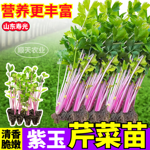 寿光紫玉香芹菜苗秧清香脆嫩红香芹种子水果芹菜四季阳台小院盆栽