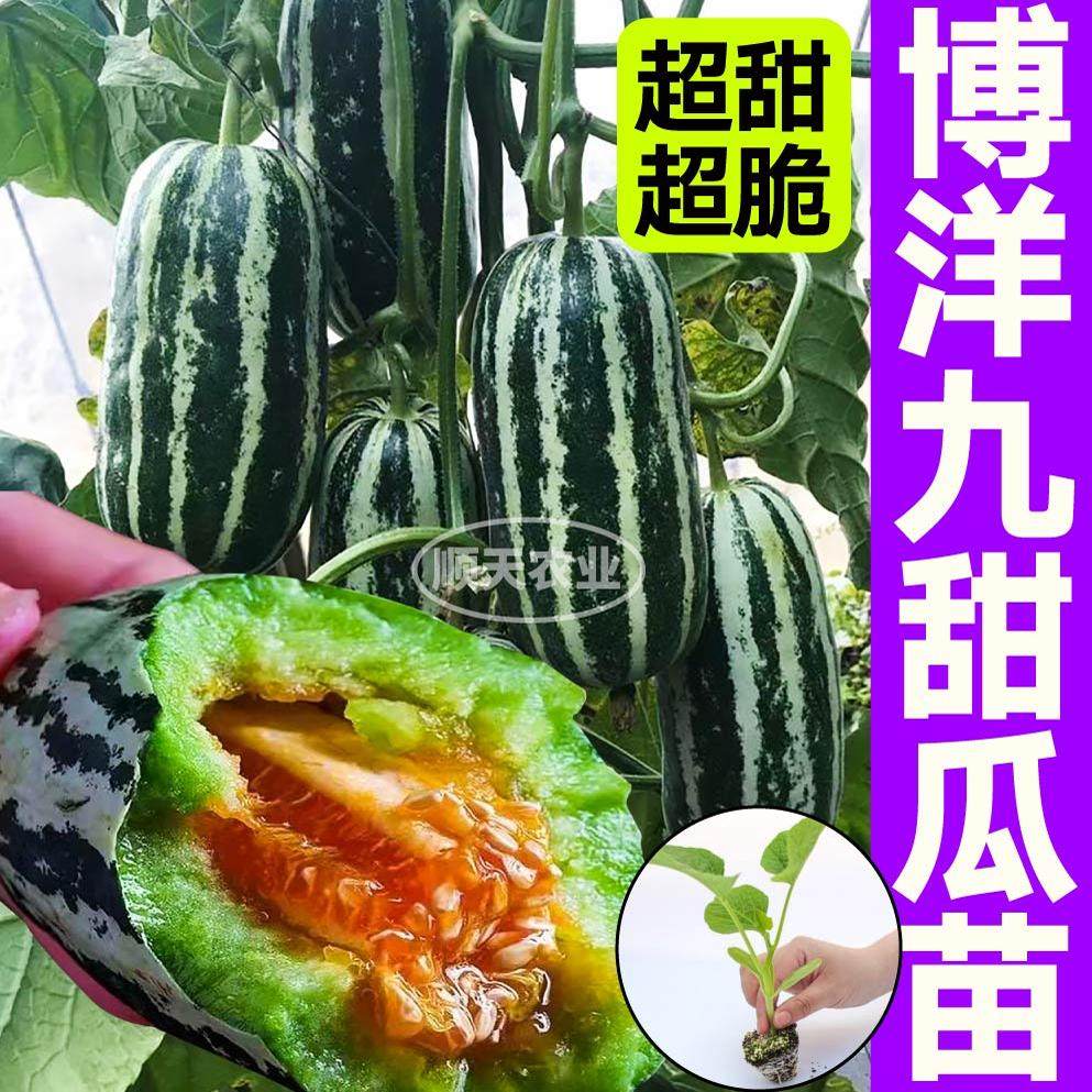 博洋九甜瓜苗秧羊角蜜绿宝石香瓜脆甜种子春秋盆栽庭院种植带土球