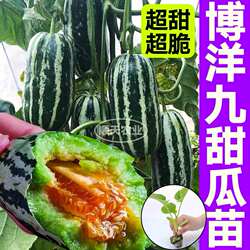 博洋九甜瓜苗秧羊角蜜绿宝石香瓜脆甜种子春秋盆栽庭院种植带土球