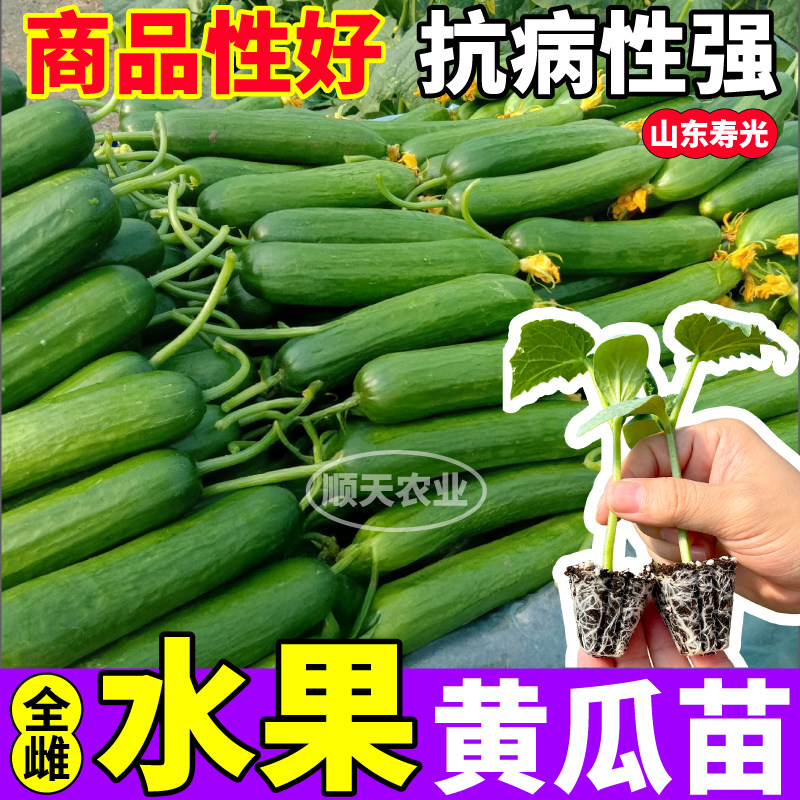 全雌水果黄瓜苗秧四季生吃脆甜满地爬绿芯黄瓜种子阳台小院盆栽