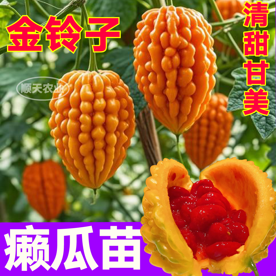 金癞瓜苗秧清甜甘美四季水果苦瓜金铃子癞葡萄阳台小院盆栽种子