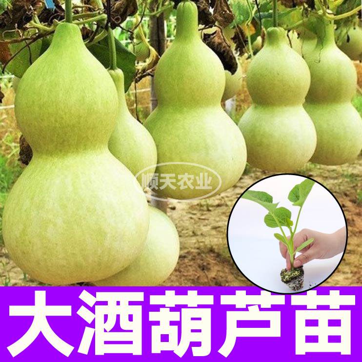 高产大酒葫芦苗秧带土球迷你手捻小亚腰葫芦种子阳台盆栽四季文玩
