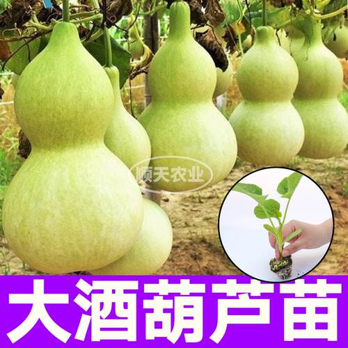 高产大酒葫芦苗秧带土球迷你手捻小亚腰葫芦种子阳台盆栽四季文玩